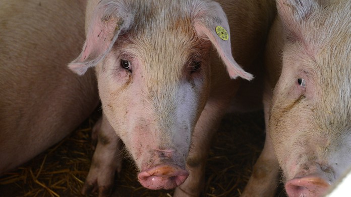 Po slintačke a krívačke potvrdili na juhu Slovenska africký mor ošípaných