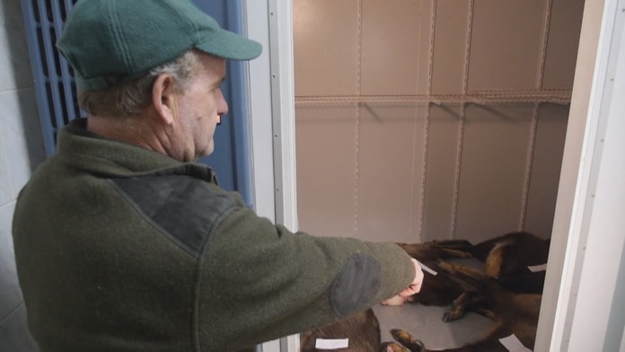 Počas tejto zimy prišlo o život najviac kamzíkov za posledných minimálňe 50 rokov. 