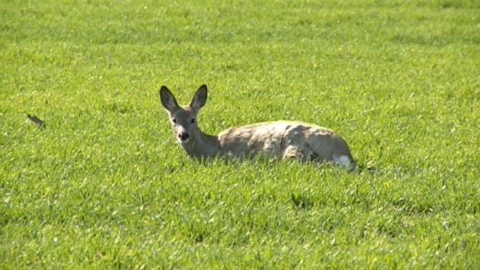 19 KE Zrazena srna.transferweb_jpg_bez_watermarku_1.jpg