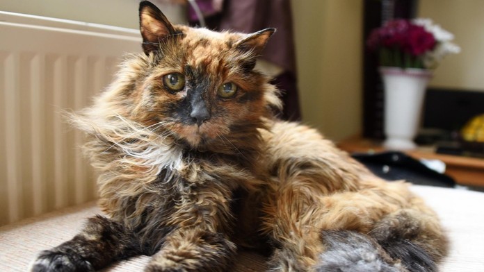 Zomrela najstaršia mačka sveta. Oficiálny titul získať nestihla