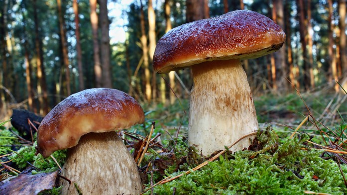 Hríb dubový (ilustračné foto)