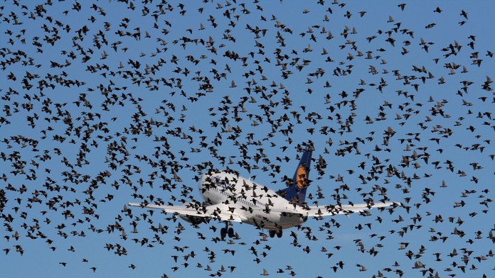 Banalita, ktorá môže viesť ku katastrofe. Čo sa stane, keď do lietadla narazí vták?