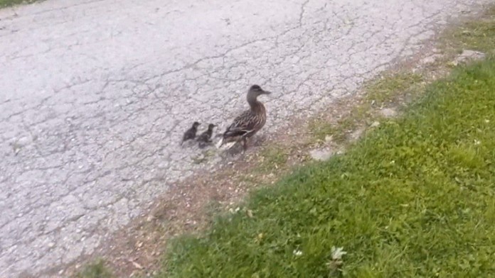 Policajti ratovali kačice.