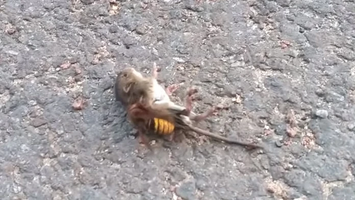 Sršeň napadol myš.