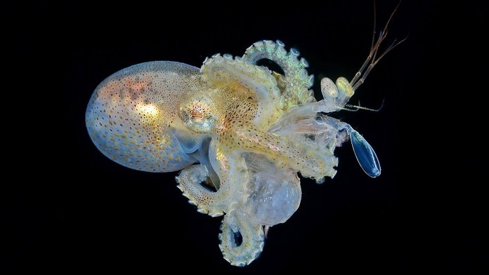 Život v oceánoch z pohľadu fotografov: Súťaž ovládla úchvatná snímka chobotnice lúčiacej sa s mláďatami