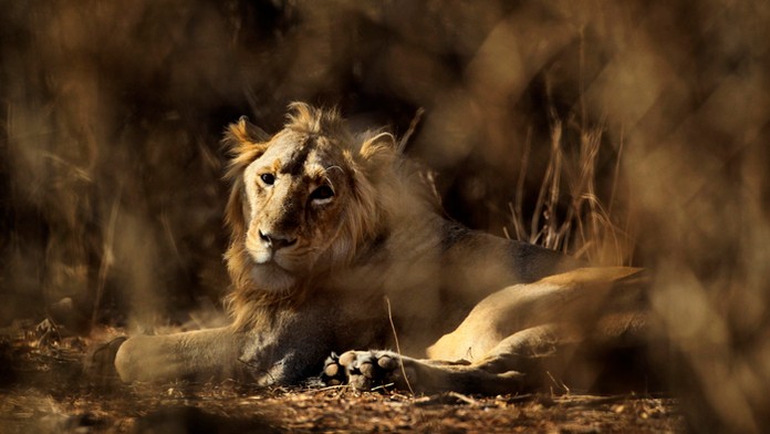 V Indii odchytili troch levov ľudožrútov.
