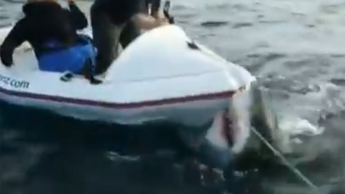 Biely žralok zaútočil na filmový štáb.