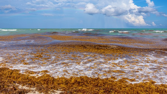 Na dovolenkový raj sa valí rekordne veľká masa rias. Hrozí, že v lete zamorí tamojšie pláže