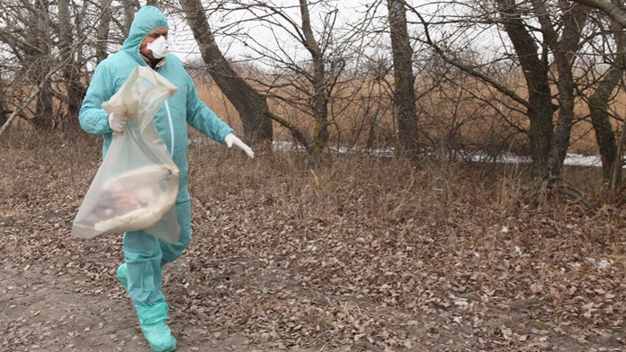 Prvé obrovské ohnisko vtáčej chrípky na Slovensku. Musia zlikvidovať tisíce kusov hydiny