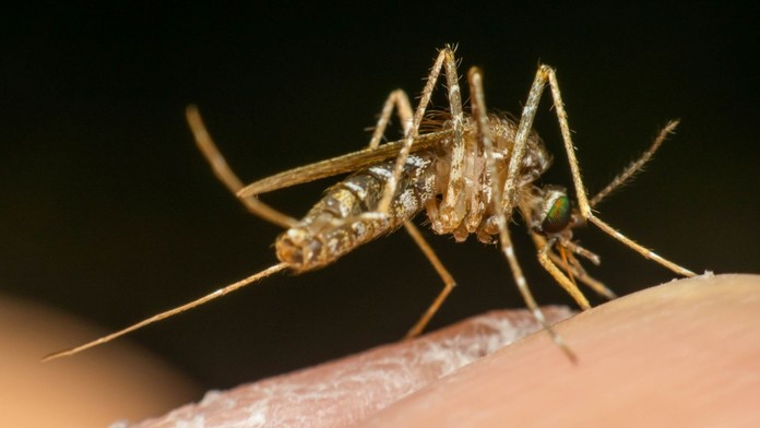 Komár (ilustračná snímka)