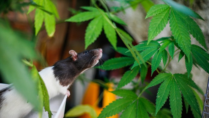 Indická polícia obvinila potkany, že zjedli 200 kilogramov zhabanej marihuany