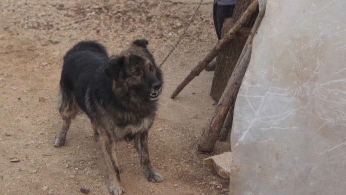 Psovi zakázali štekať