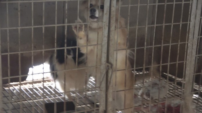 V jednej z hál má zvieratá aj v takýchto malých klietkach.