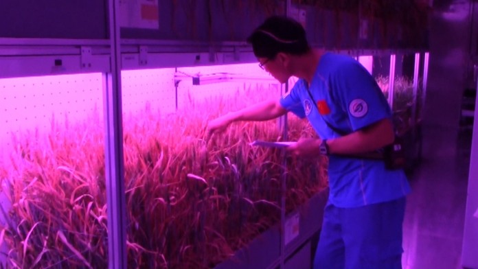 V zariadení si pestovali aj vlastné potraviny.