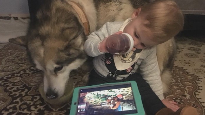 Rodine z Uzoviec pri Prešove z 11-ročnej sučky Aljašského malamuta zostala len koža.