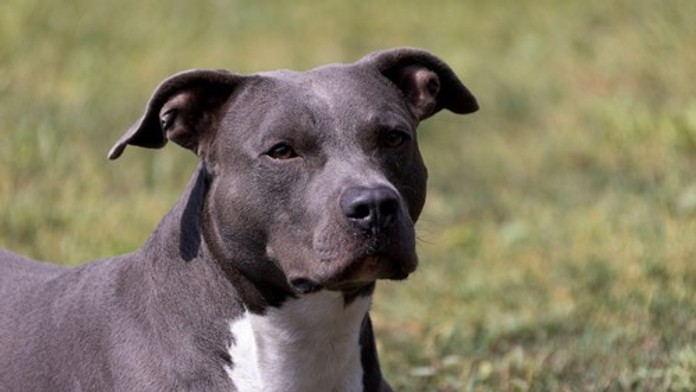 Nevinné stretnutie sa skončilo smrťou: Muža v pivnici napadol pes