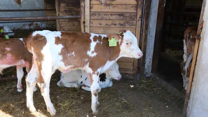 Uhynutá krava v Holandsku mala pozitívny test na chorobu šialených kráv