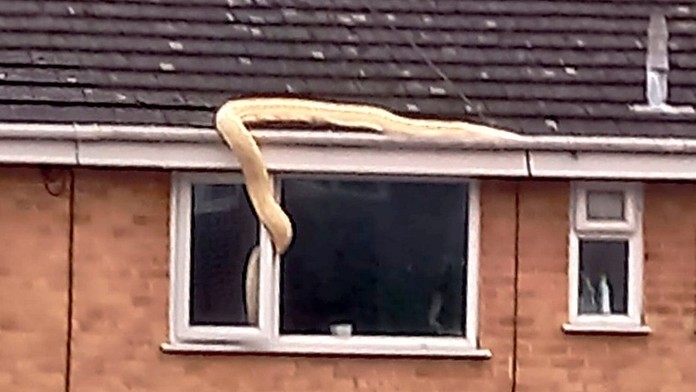 Zo strechy takmer preliezol do spálne. Obyvateľov anglického mesta vystrašil obrovský pytón