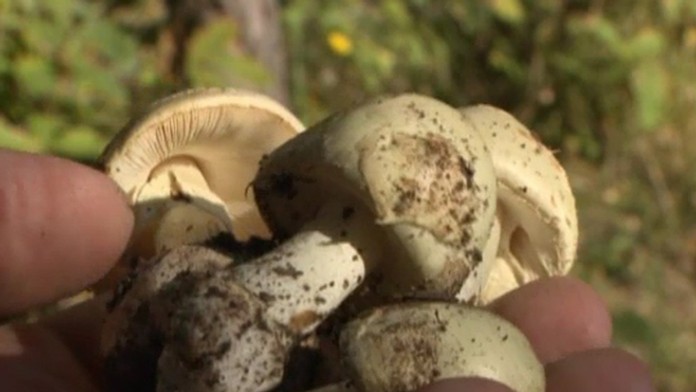 Satano, ktorým sa priotrávali maďarskí turisti.