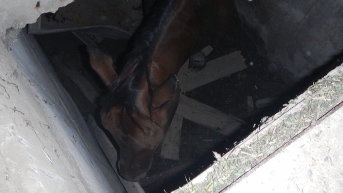 Zviera bolo dezorientované.