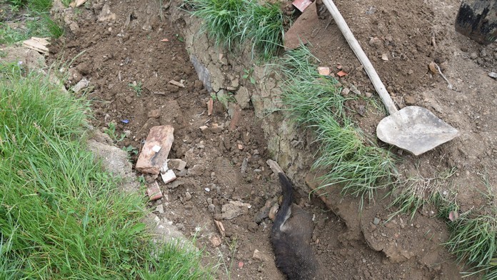 Psa niekto utýral na dvore domu.