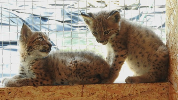 Z víťazstva sa dnes radovali aj hokejisti Košíc.