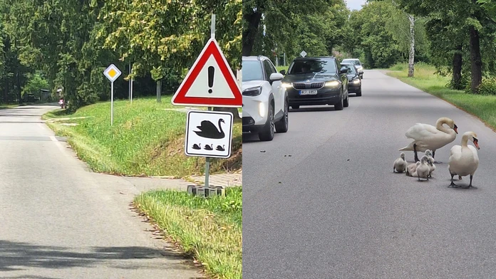 Zaujímavosť z Česka. Labutia rodina sa usadila blízko rušnej cesty, obec preto vyrobila špeciálnu značku