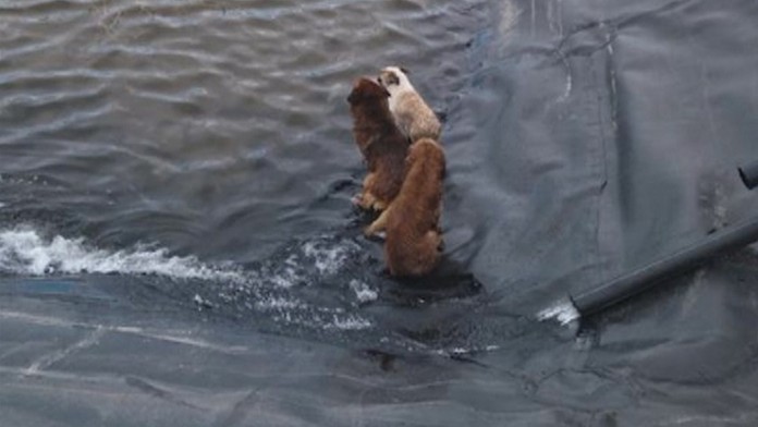 V nádrži s klzkými brehmi uviazli štyri psy.