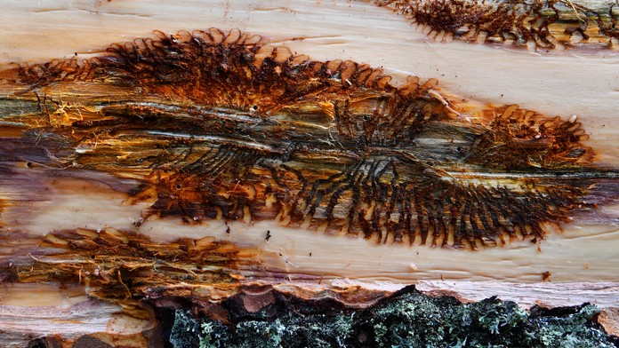 Lykožrútom napadnutý strom.