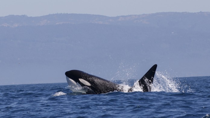 VIDEO: Kosatka zabila veľkého bieleho žraloka. Stačilo jej na to len pár sekúnd, vedci sú však znepokojení