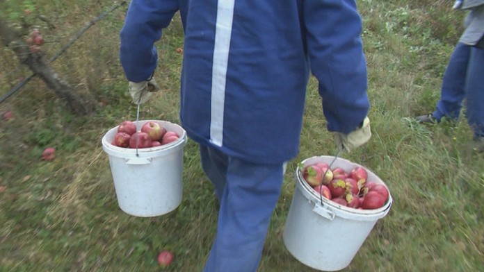 Väzni na jablkách.