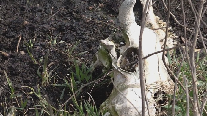 Kostrové pozostatky zvierat