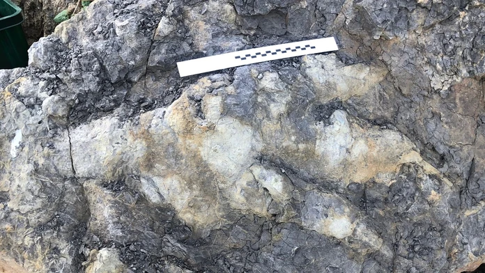V Anglicku objavili rekordne veľkú stopu mäsožravého dinosaura
