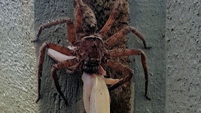 Pavúk žerie gekona.