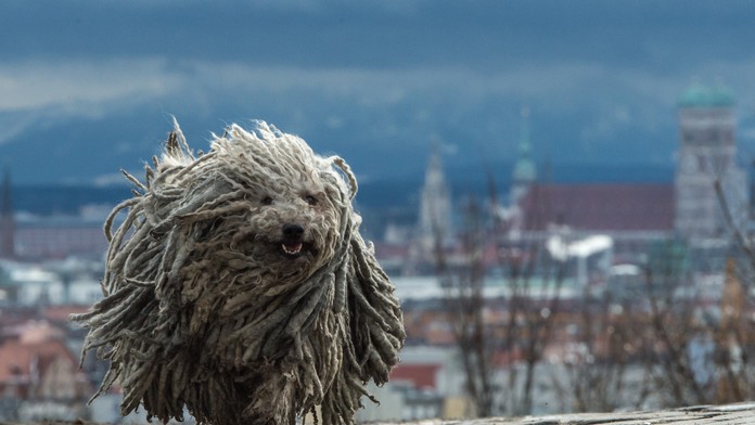 Sedemročný pes maďarského ovčiaka Derci v olympijskom parku v Mníchove, kde bolo -15 stupňov.