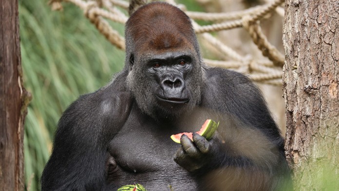 Samec gorily menom Kumbuka 
