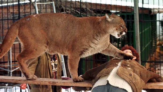 Na južnej Morave, neďaleko slovenských hraníc, sa vraj potuluje veľká šelma