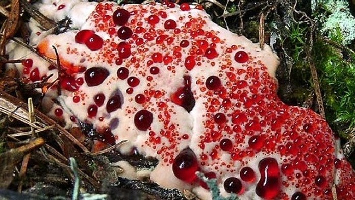 bizarre-mushroom-hydellum-peckii_zps2d93ad28.jpg