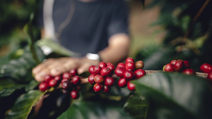 Zo zatracovaného nápoja sa stal spojenec proti chorobám. Vedci zistili, že môže pridať dva roky života