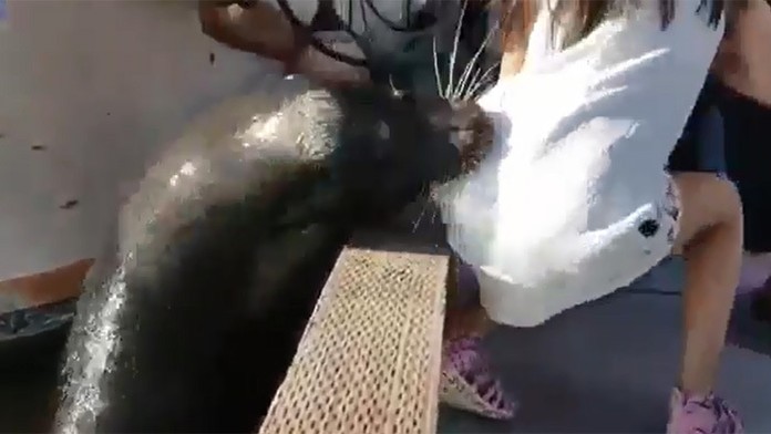 Tuleň stiahol dievčatko do vody.