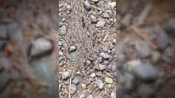 Táto na prvý pohľad naozaj nevšedná formácia mohla byť na ceste za potravou.