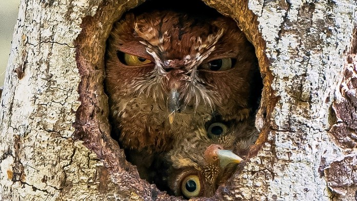 FOTO: Súťaž Comedy Wildlife pozná finalistov. Toto sú najzábavnejšie fotografie z ríše zvierat
