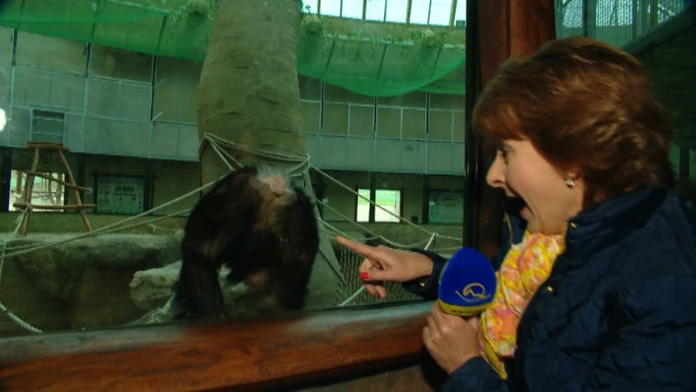 Danica Kleinová a opičia riť.