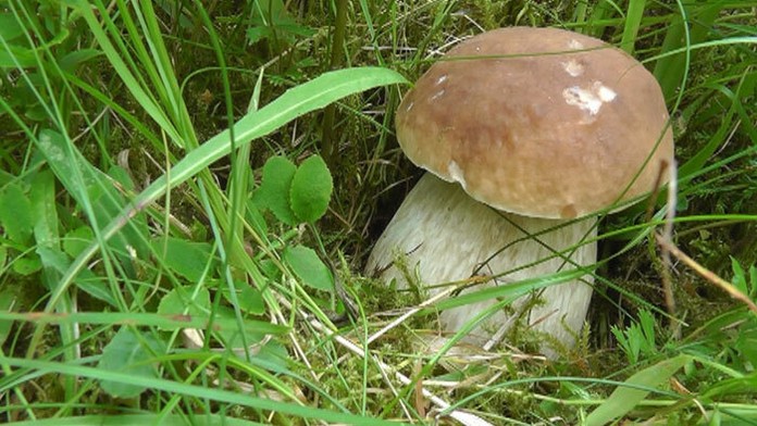 Začína sa hubová sezóna