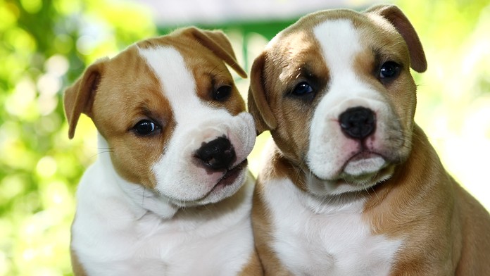 Po brutálnom útoku psa zomrela žena. Montreal tak zakázal chov pitbullov