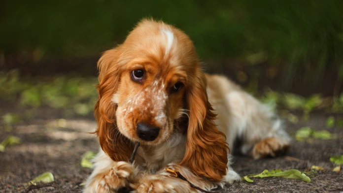 shutterstock_260645153.jpg
