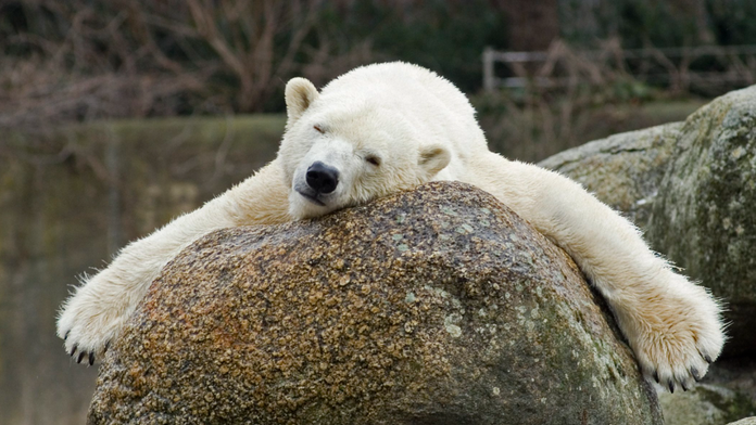 Medvedica Katjuscha.