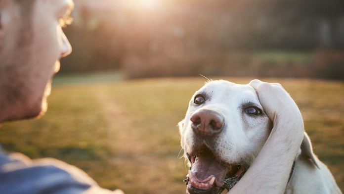 Mužovi a jeho psovi diagnostikovali rakovinu. 