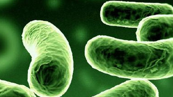 V Portugalsku vypukla epidémia.