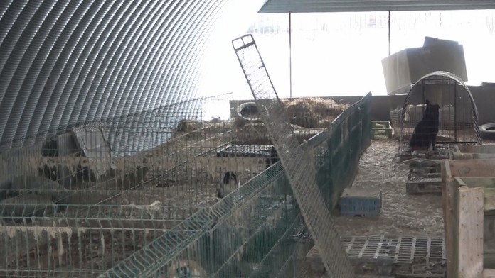 Policajná razia u veterinára